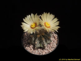 Astrophytum cv. capricorne X asterias 3045